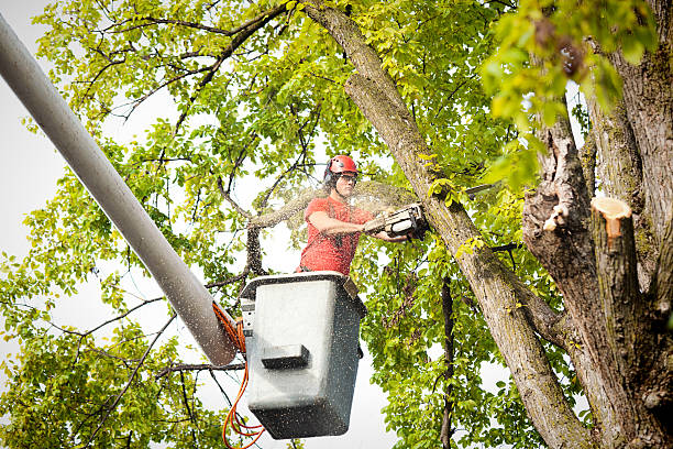 Reliable Lodi, OH Tree Service Solutions